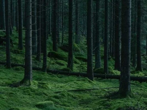 Baltık Ormanlarına Seyahat